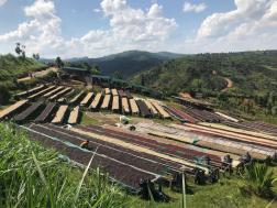 Umuco Washing Station - Lot 2187