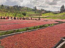 Munkaze 02 - Natural